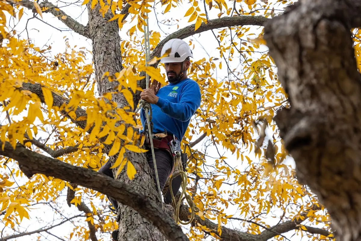 Skilled Tree Transplanting crew working in Sugar Run